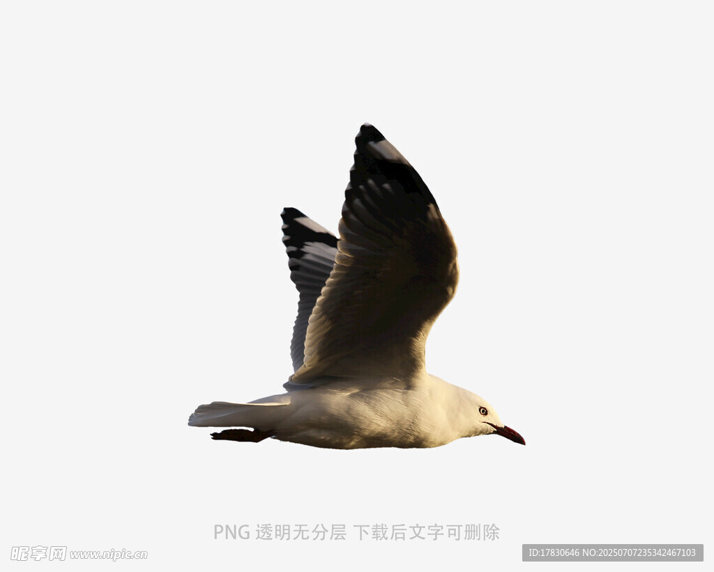 飞翔的海鸥