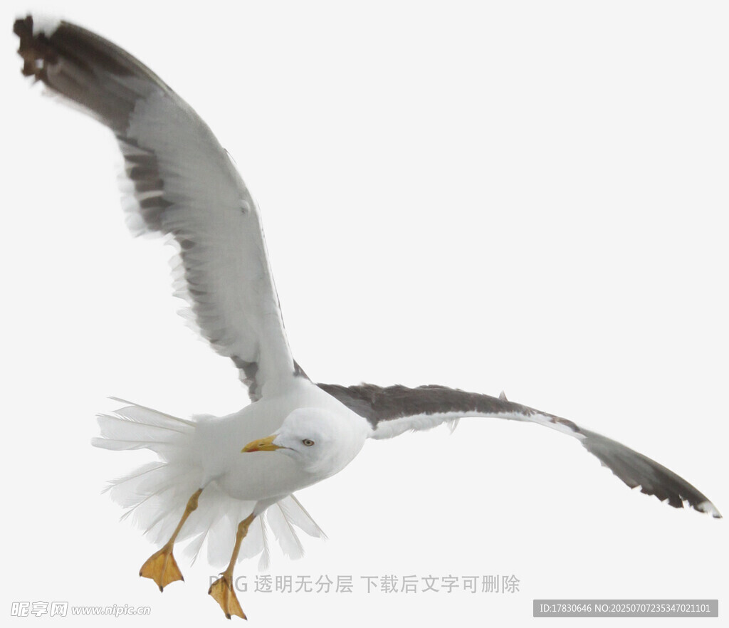 展翅翱翔的海鸥