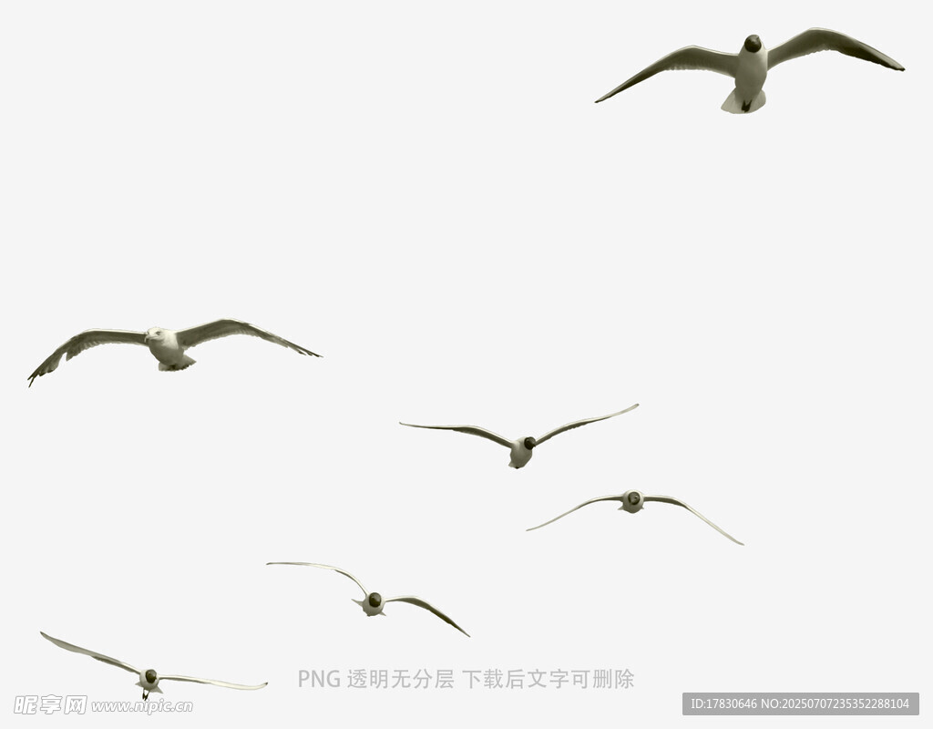 群鸟翱翔天际