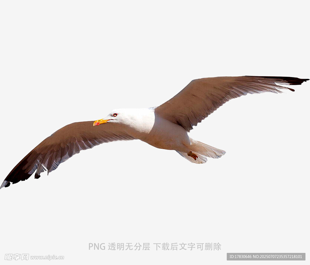 翱翔的海鸥