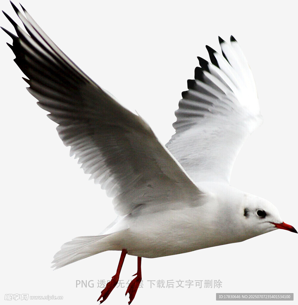 展翅飞翔的海鸥