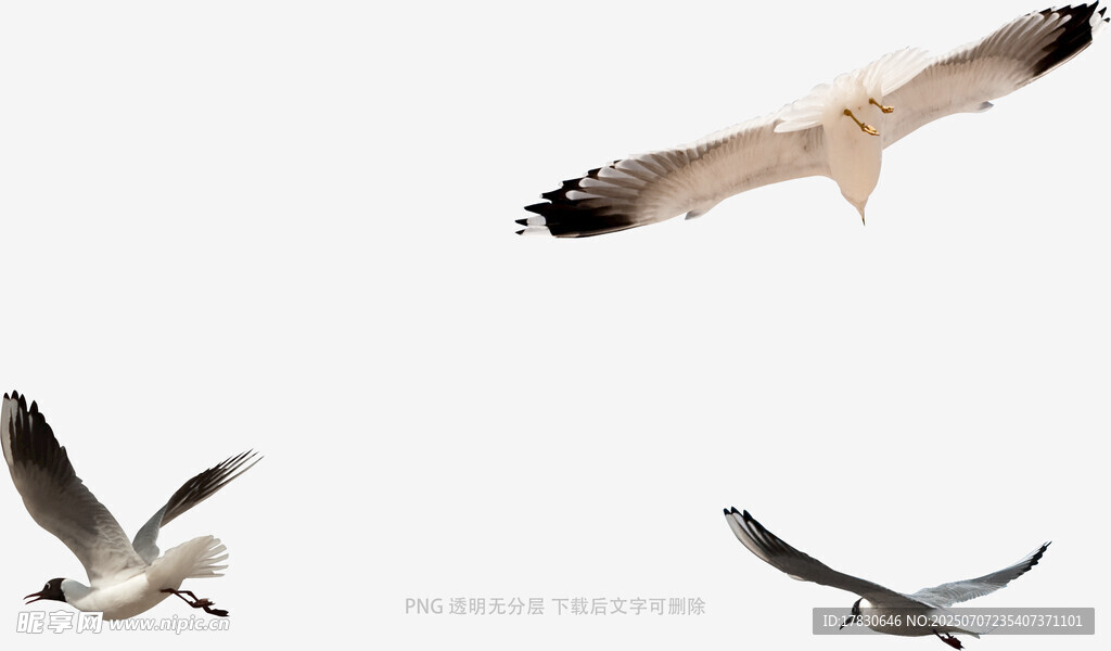 翱翔的海鸥