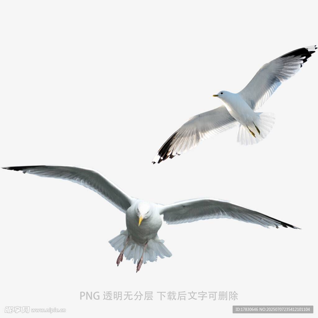 双海鸥翱翔天际