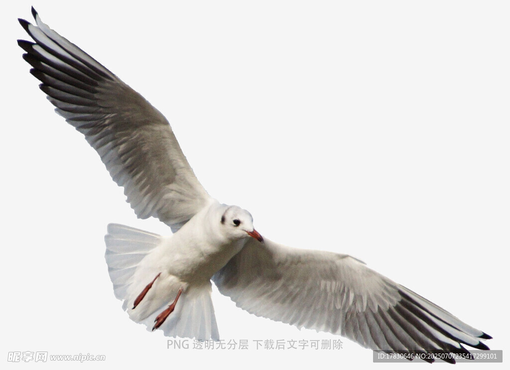 翱翔的海鸥
