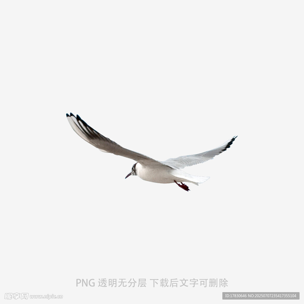 翱翔天际的海鸥