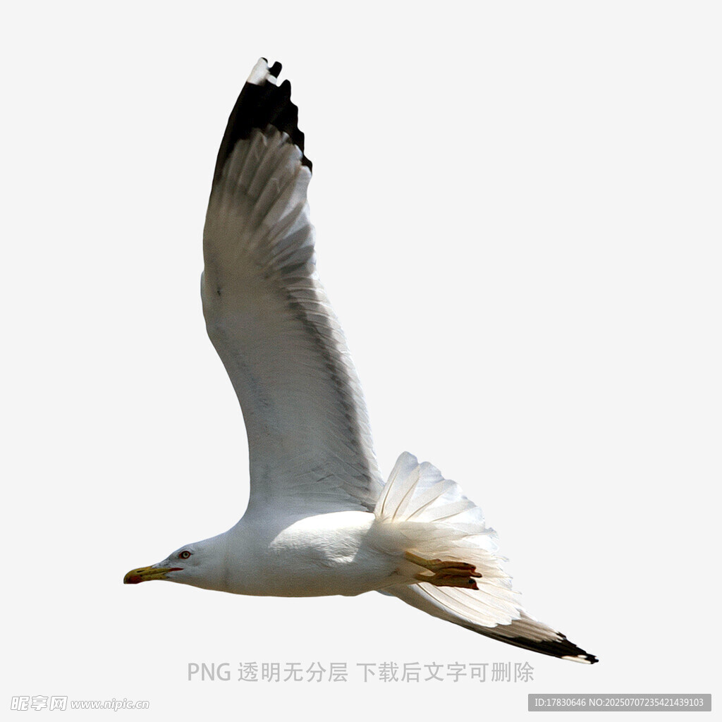 翱翔的海鸥