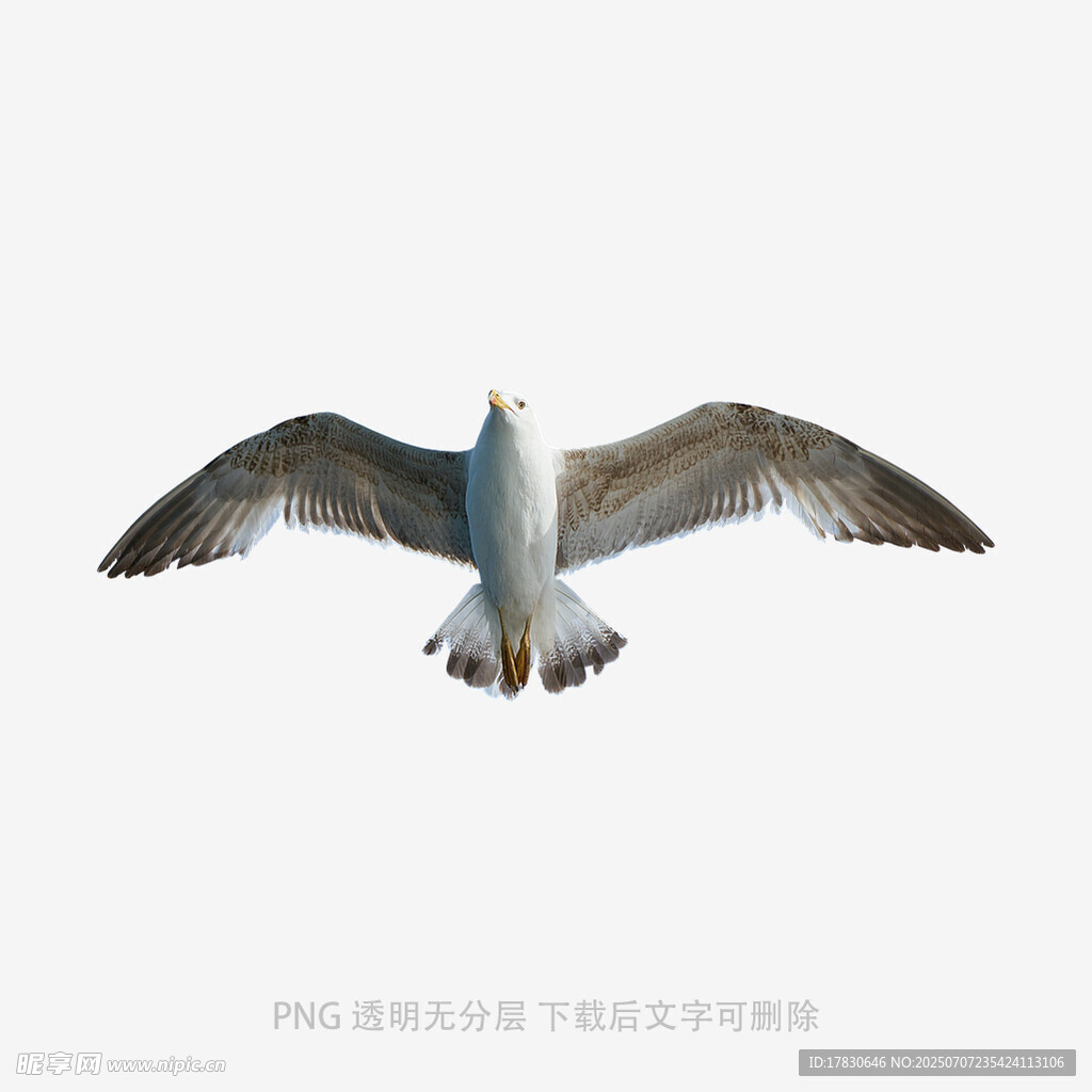 翱翔的海鸥