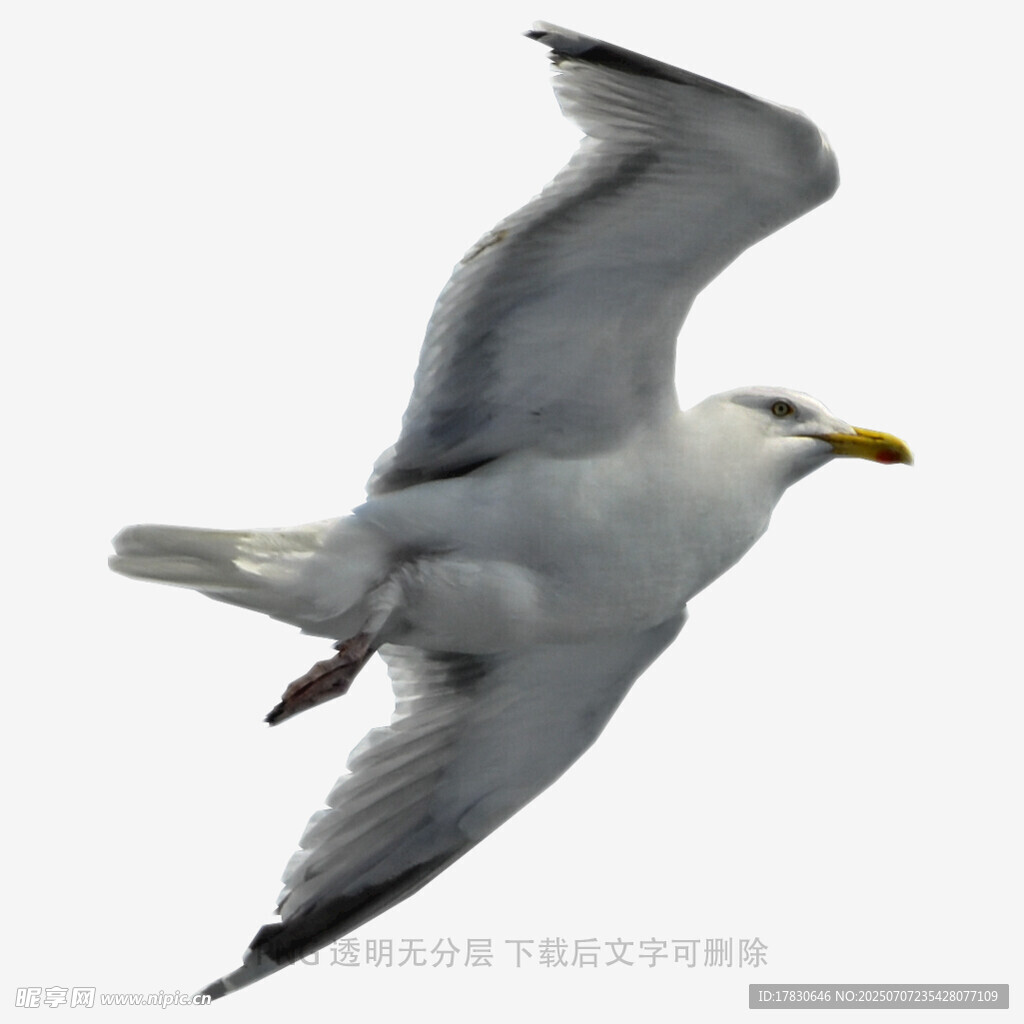 翱翔的海鸥