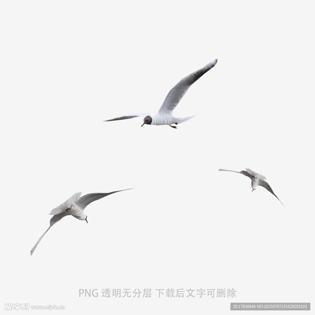 天空中飞翔的三只海鸥