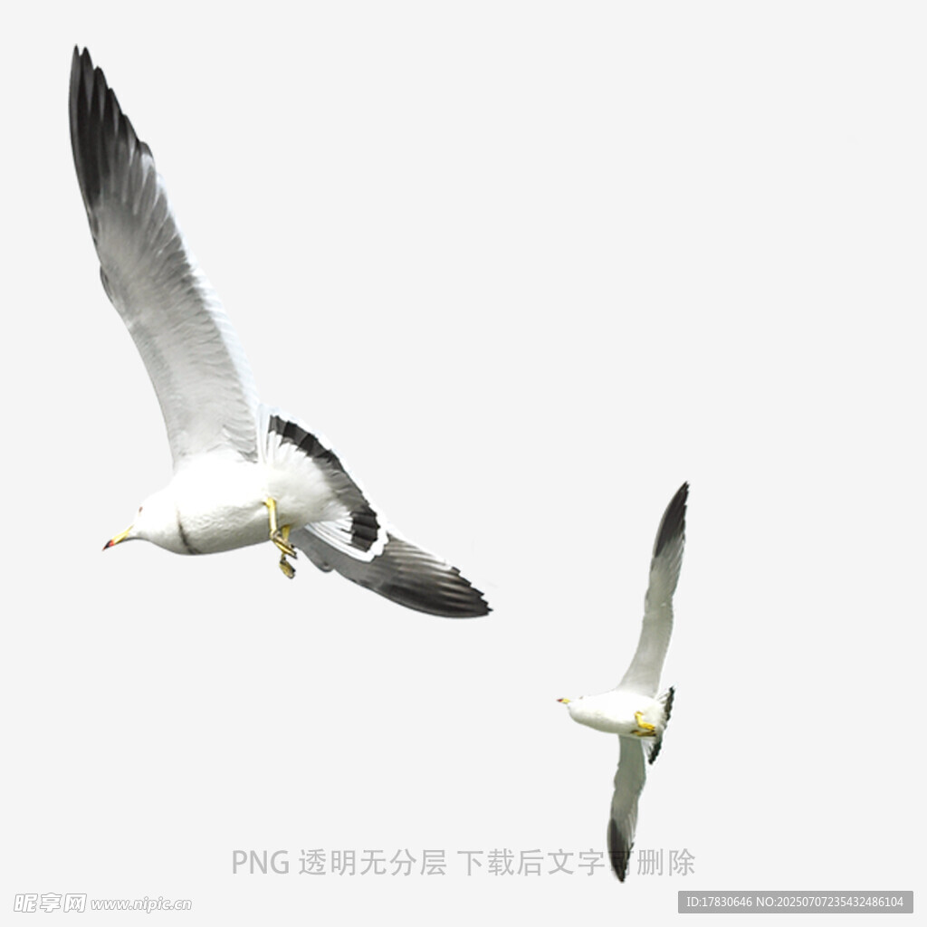 双海鸥翱翔天际