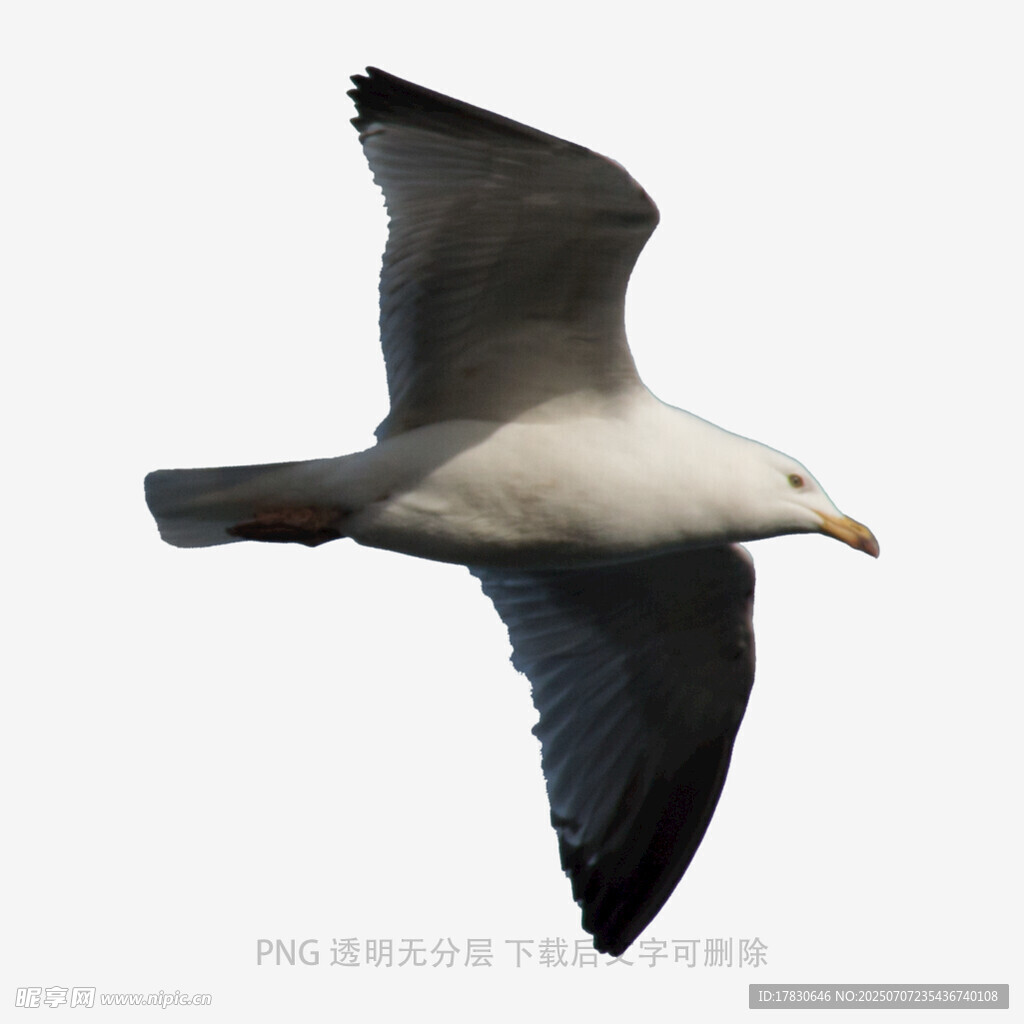 翱翔的海鸥