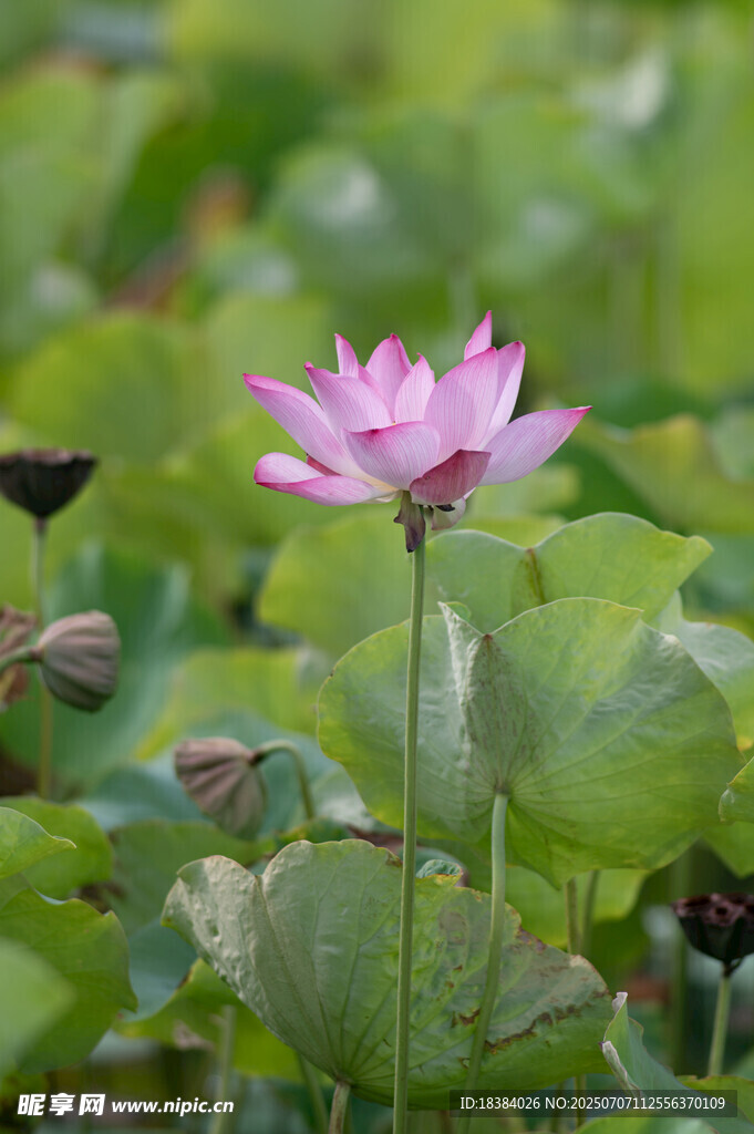 粉色荷花绽放于绿叶间