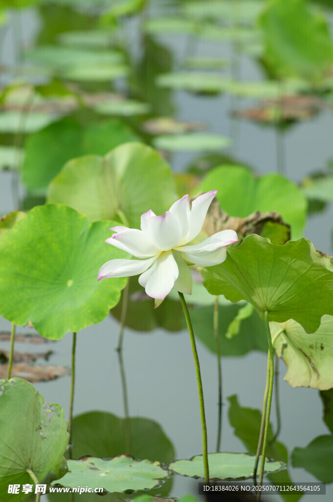 水中绽放的洁白荷花