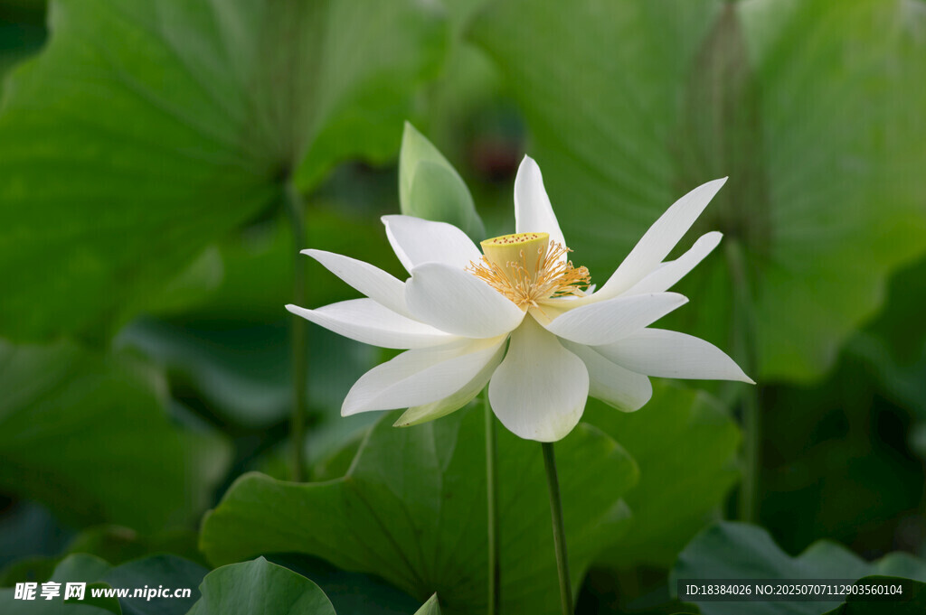 洁白荷花绽放绿叶间