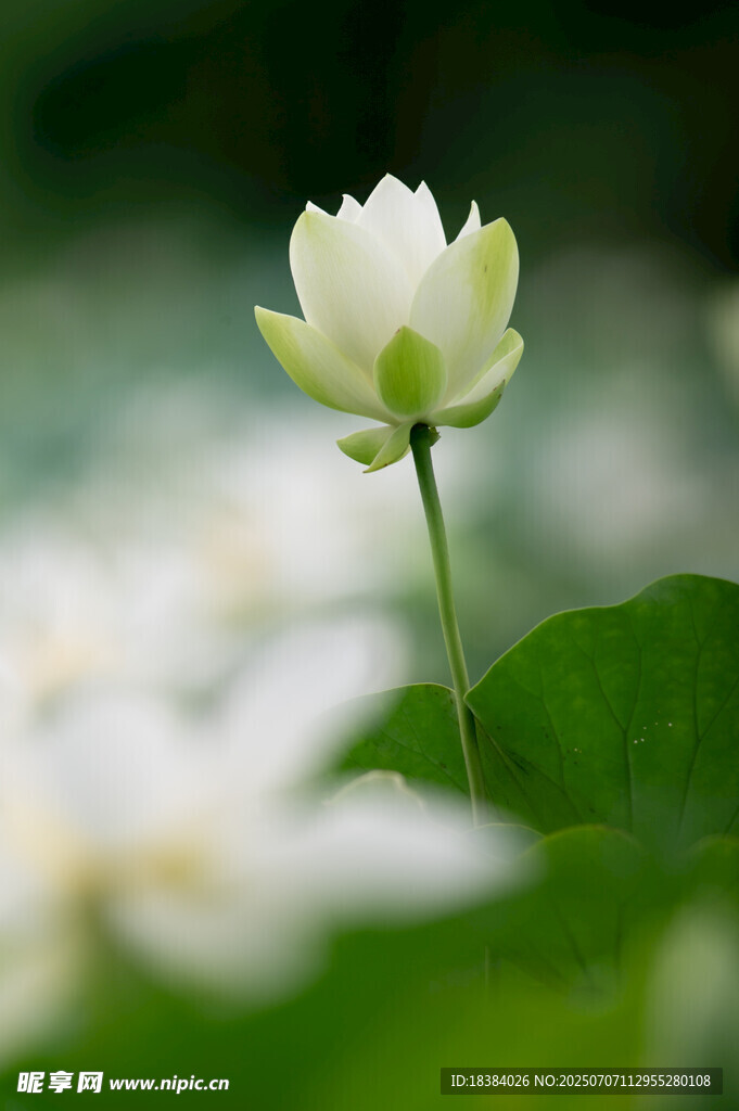 洁白荷花绽放绿叶间