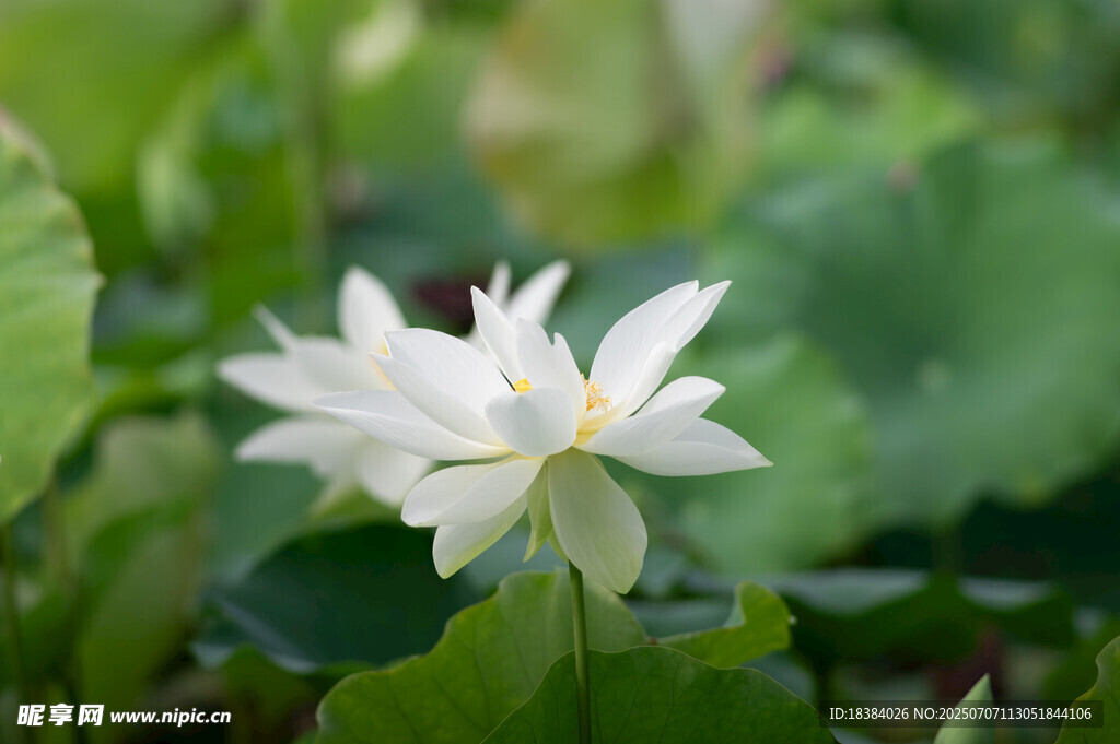 洁白荷花绽放绿叶间