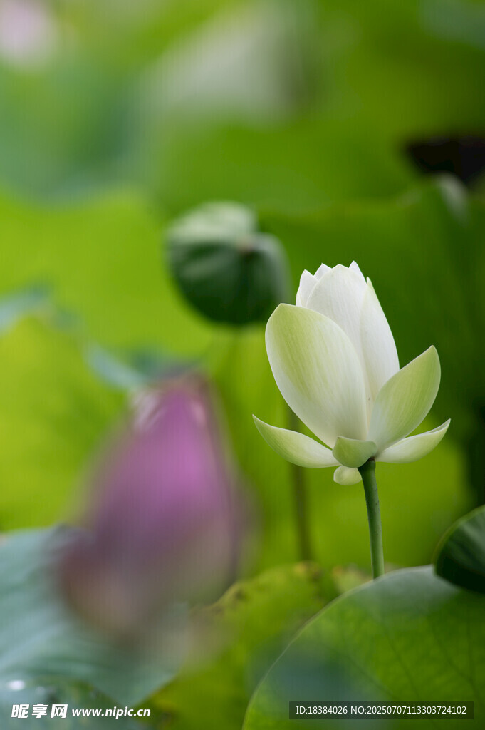 清新荷花绽放于绿叶间