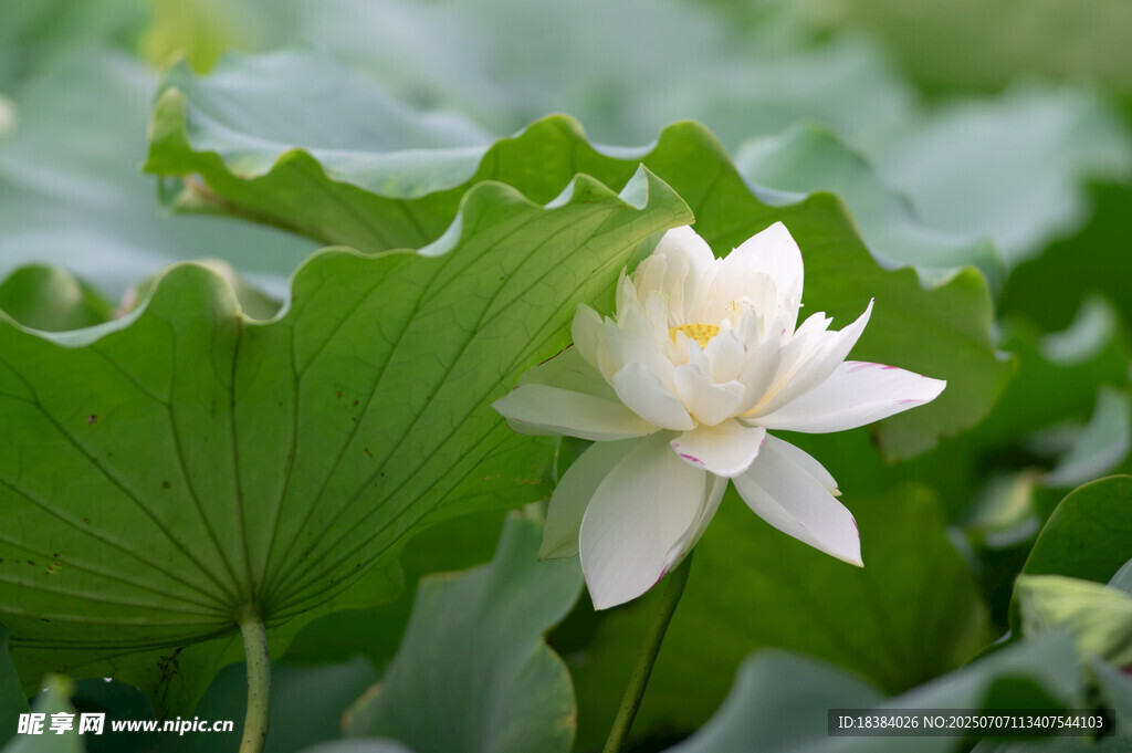 洁白荷花绽放于绿叶间