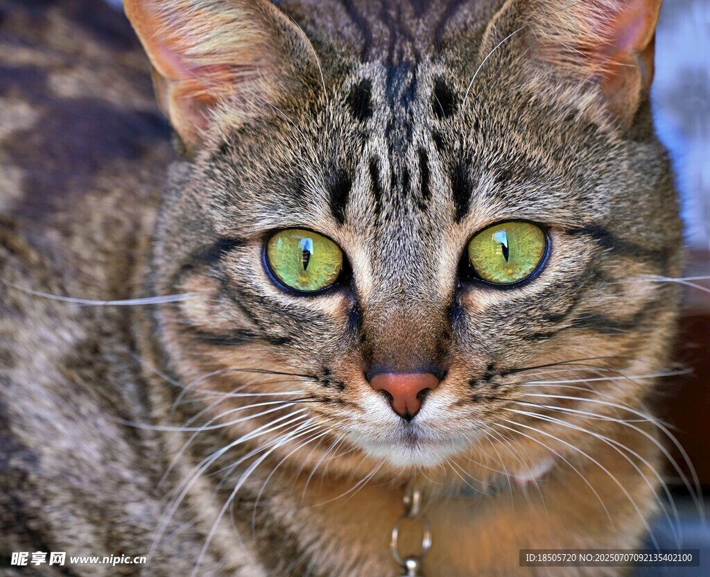 绿眼斑纹猫特写