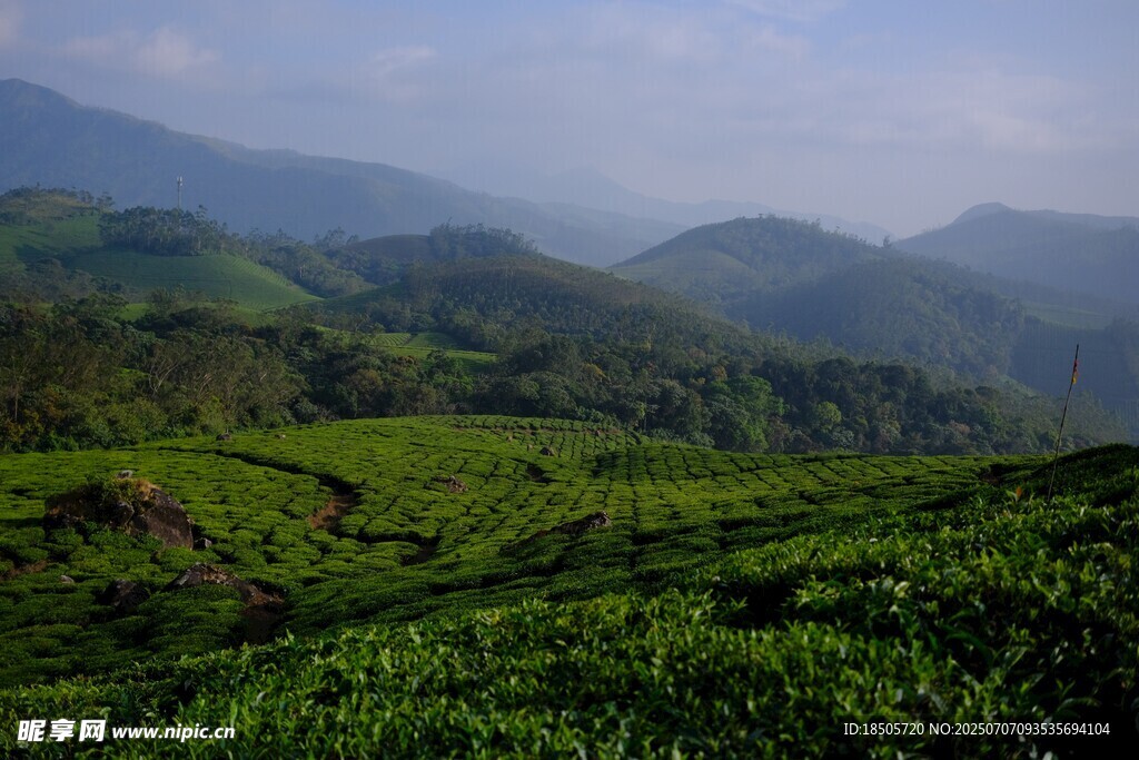 翠绿山峦间的清新茶园