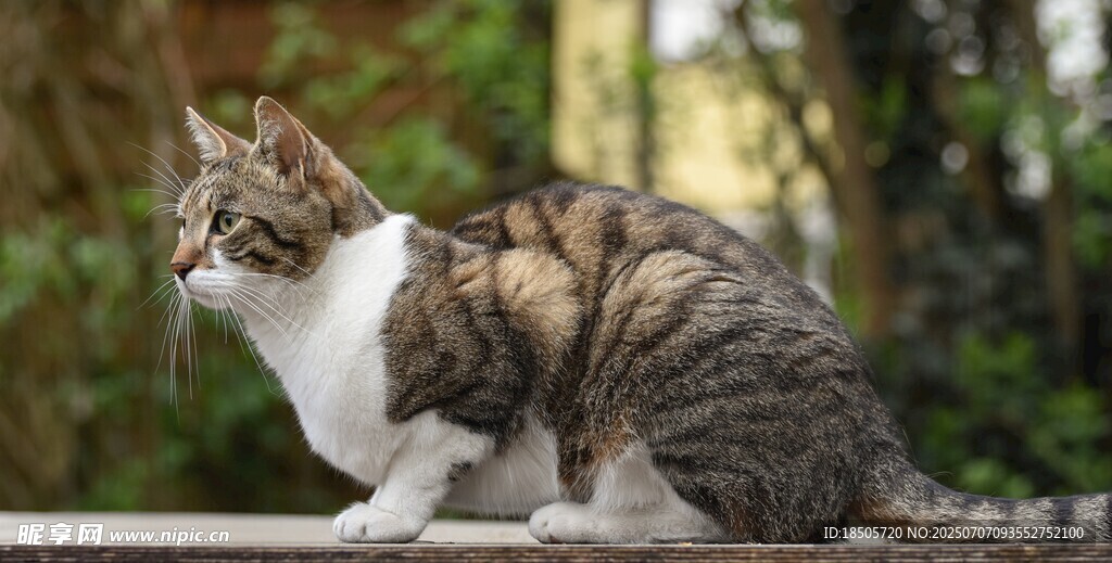户外蹲坐的三色花纹猫咪