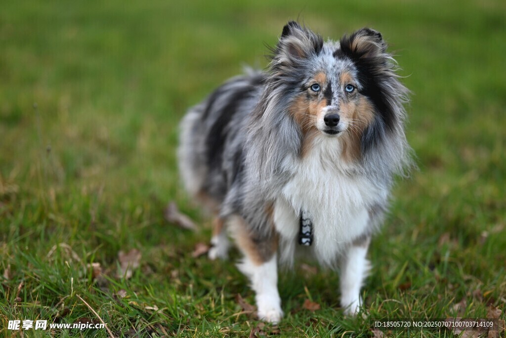 草地上的喜乐蒂牧羊犬