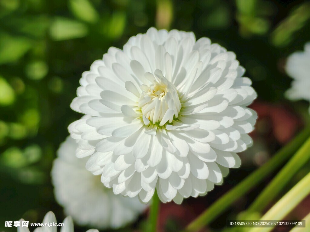 白色雏菊绽放