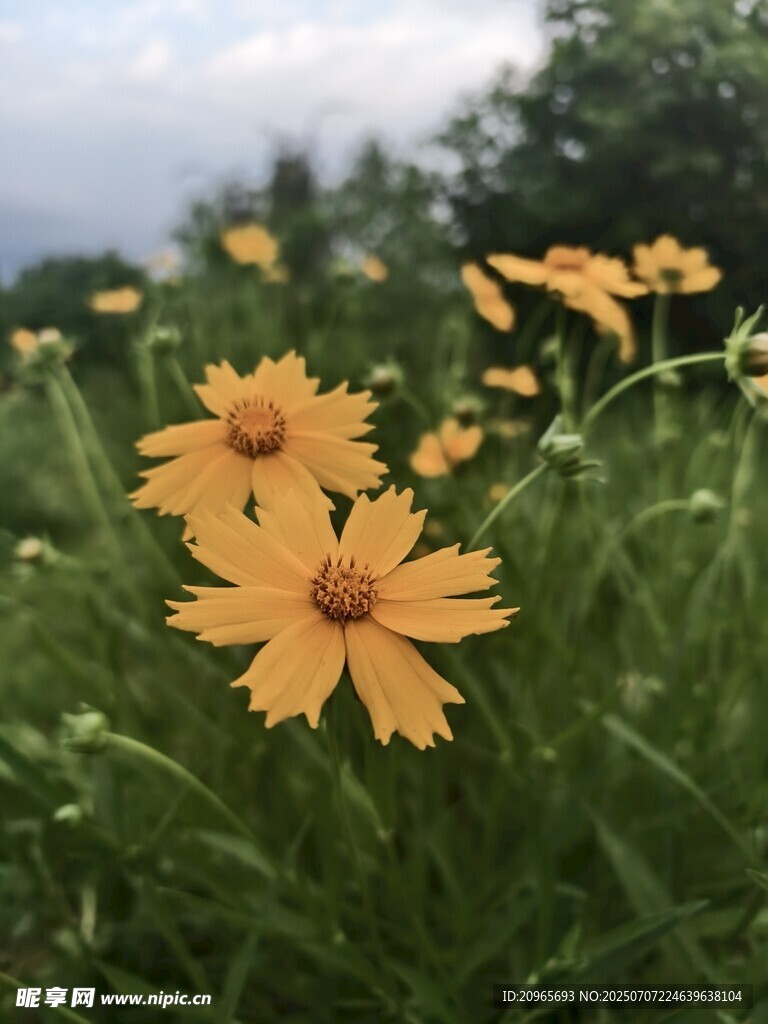 风中的野花