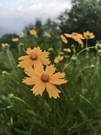 野菊花
