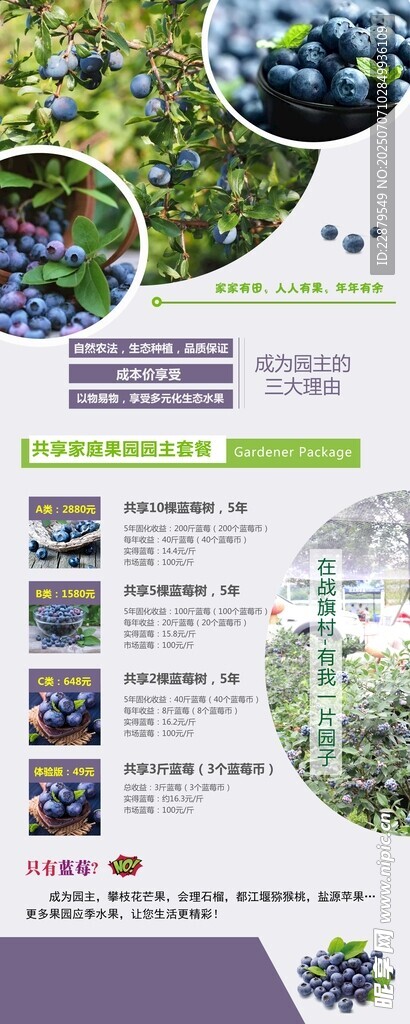 蓝莓展架