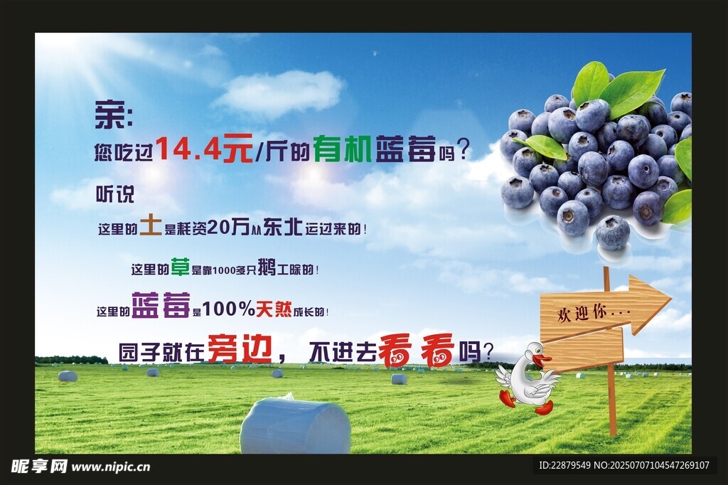 蓝莓喷绘