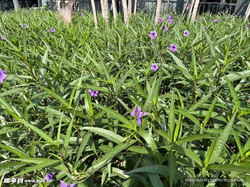 蓝花草丛