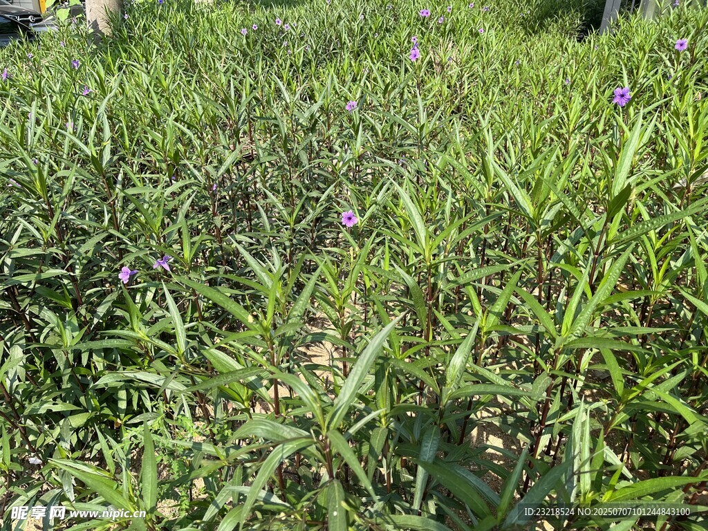 翠芦莉