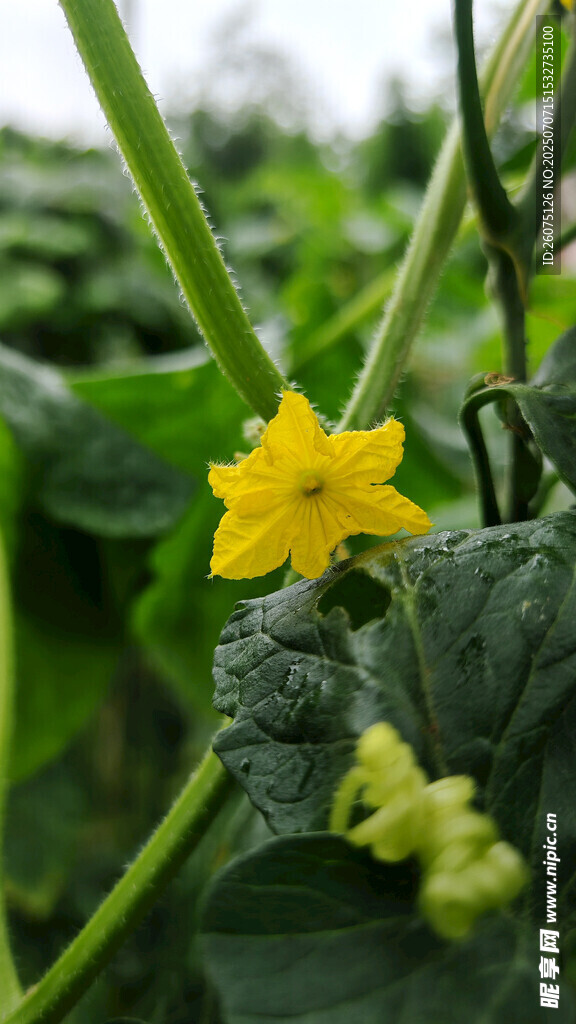 黄色黄瓜花
