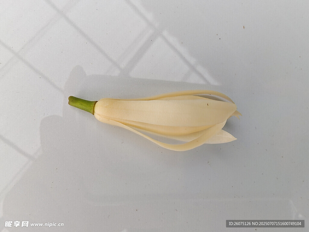 单朵淡黄色玉兰花特写