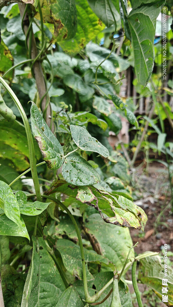 繁茂的菜地植物景观