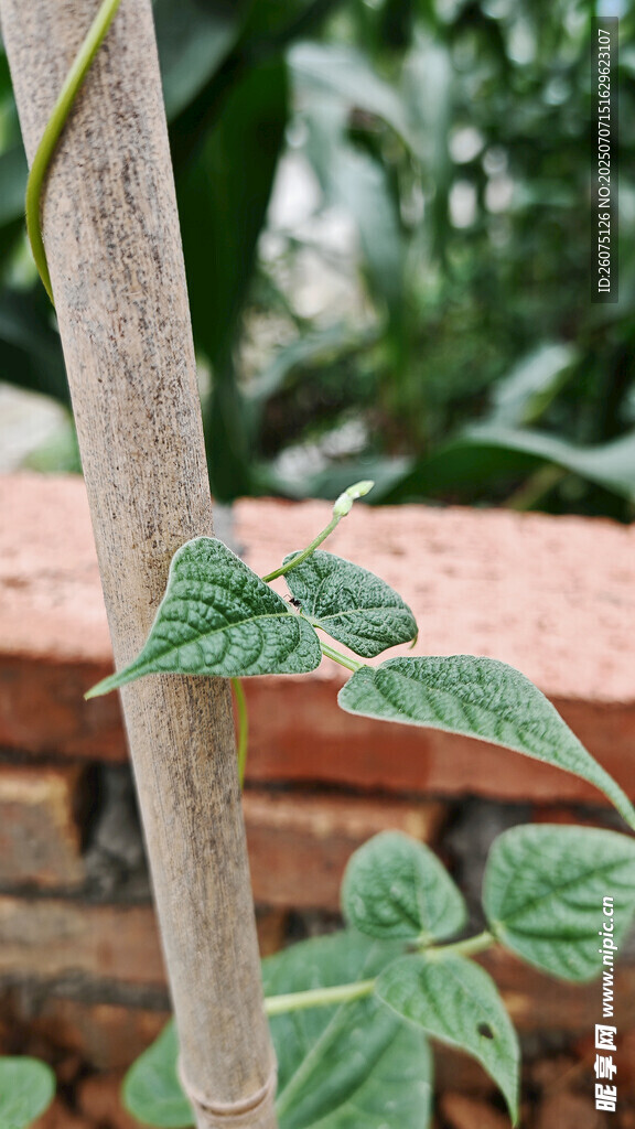 藤蔓植物缠绕树干生长