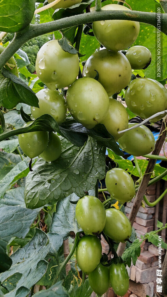 枝头青蕃茄 
