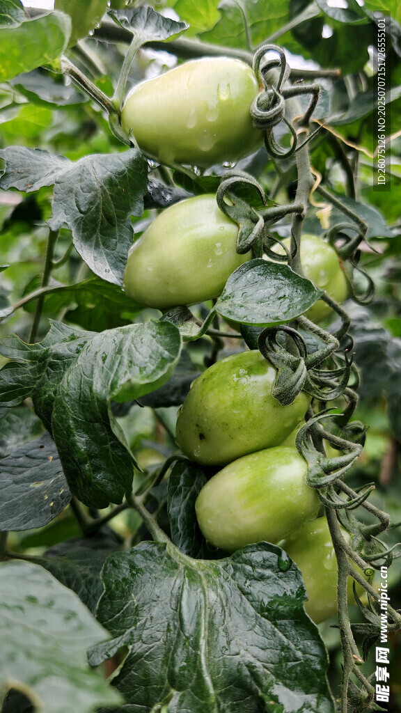 青番茄挂在枝叶间