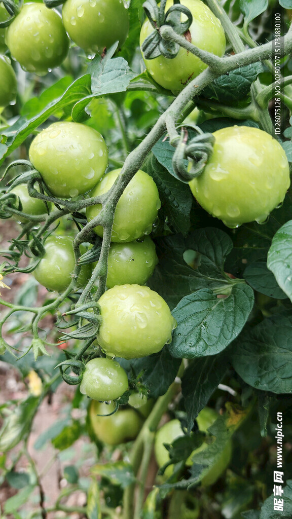 青番茄挂枝