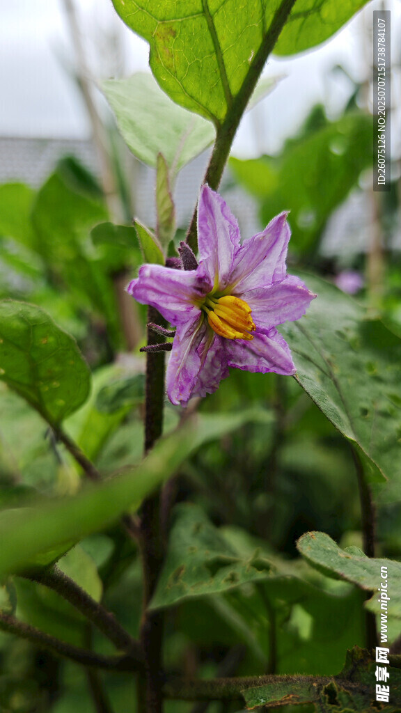紫色茄子花绽放绿叶间