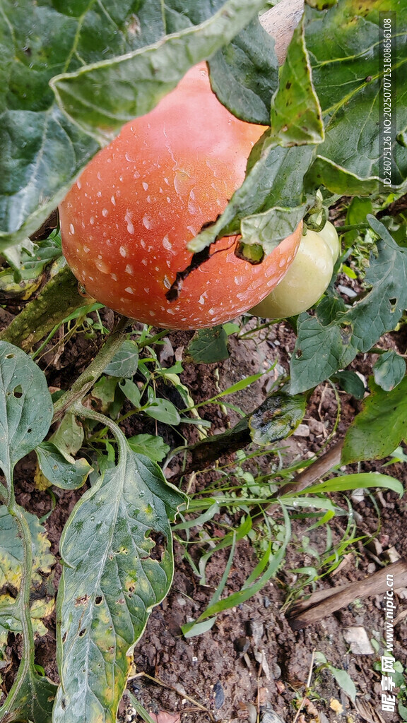 枝头饱满的成熟番茄