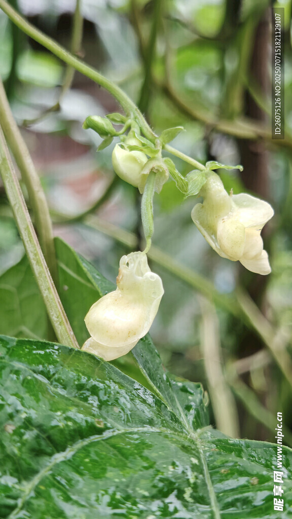 铃状白花绽放绿叶间