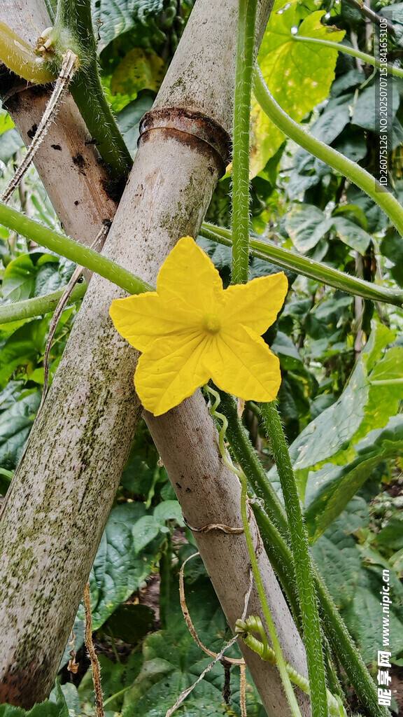 藤蔓上的黄色小花