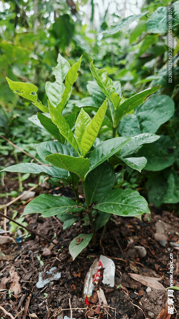 嫩绿栀子花树生长于泥土间