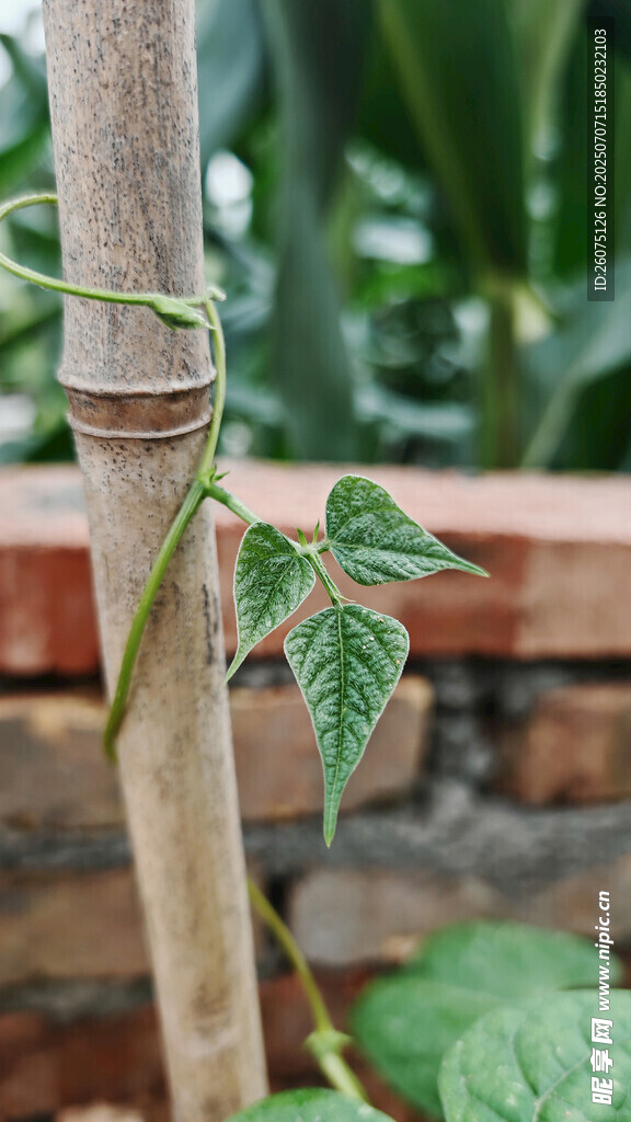 缠绕植物的翠绿叶片