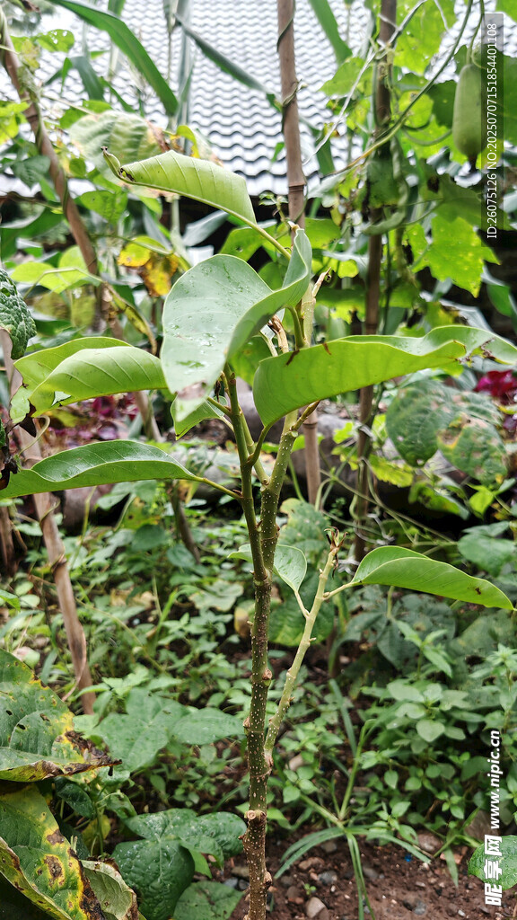 繁茂的庭院植物景观