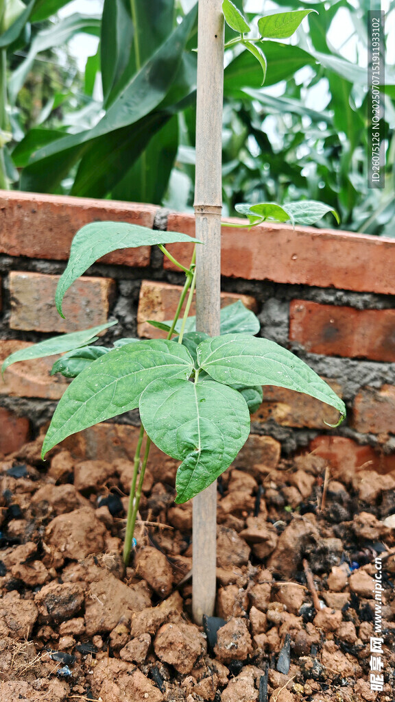墙边幼苗茁壮成长