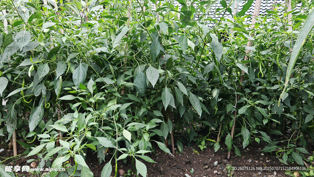 繁茂的辣椒植株