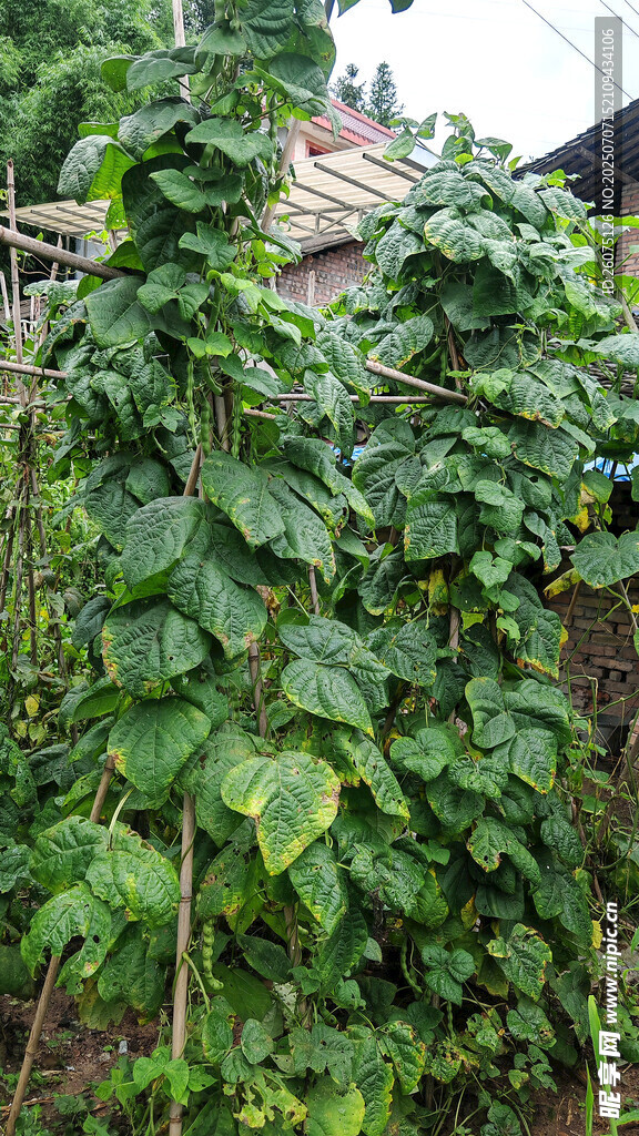 藤蔓植物攀爬于围栏